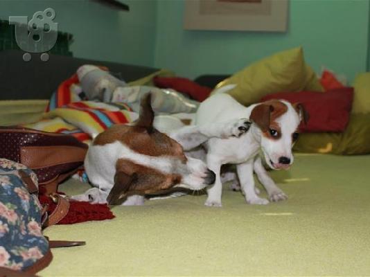 Jack Russell καθαροαιμα 6979314054 ΚΡΗΤΗ-ΑΘΗΝΑ-θεσσαλονικη
